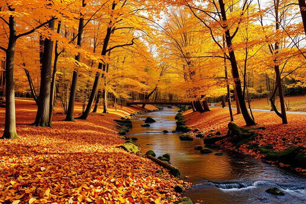 Фото 1 Осень